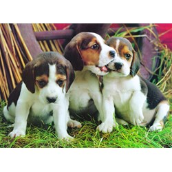 Eurographics (6000-4054) - "Puppies" - 1000 pezzi