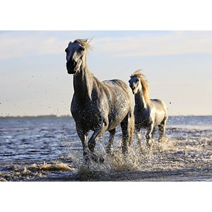 Grafika Kids (01245) - "Horses" - 24 pezzi