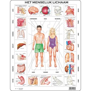 Larsen (OB1-NL) - "Het Menselijk Lichaam - NL" - 35 pezzi