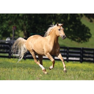 Art Puzzle (4445) - "Freedom" - 1000 pezzi