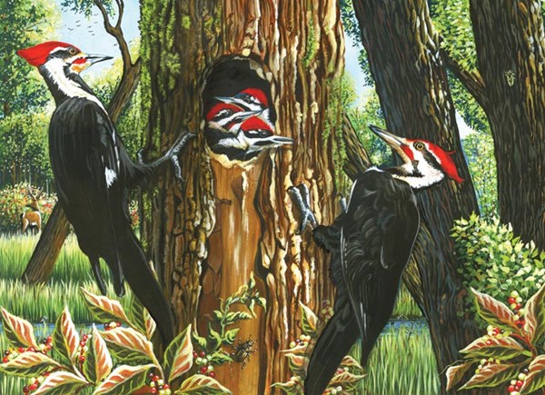 Cobble Hill (51719) - "Pileated Woodpeckers" - 1000 pezzi
