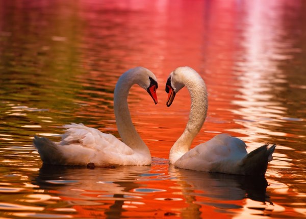 Grafika Kids (01050) - "Swans" - 24 pezzi