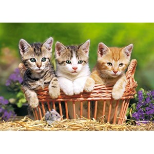 Castorland (B-52561) - "Three Lovely Kittens" - 500 pezzi