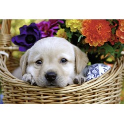 Ravensburger (08971) - "Cat and Dog" - 24 pezzi