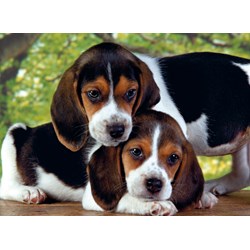 Clementoni (30289) - "Close Together" - 500 pezzi