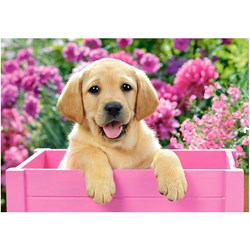 Castorland (B-52226) - "Labrador Puppy in Pink Box" - 500 pezzi