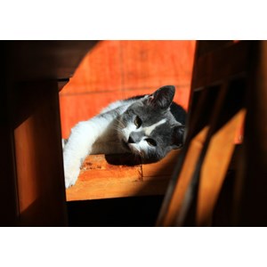 Grafika (01409) - "Kitten" - 1000 pezzi