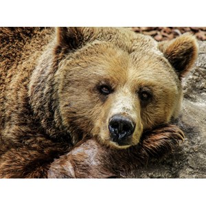 Grafika (01412) - "Bear" - 2000 pezzi