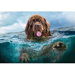 Castorland (C-103478) - "Big Brown" - 1000 pezzi