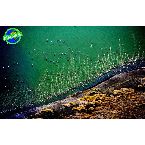 Piatnik (5699) - "Pink Flamingo" - 1000 pezzi