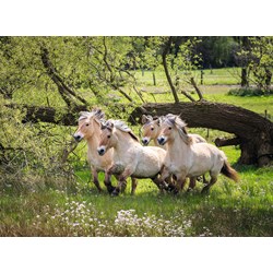 Ravensburger (14772) - "Norwegian Fjord Horses" - 500 pezzi