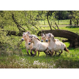 Ravensburger (14772) - "Norwegian Fjord Horses" - 500 pezzi