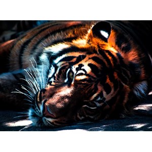 Grafika Kids (00961) - "Tiger" - 300 pezzi