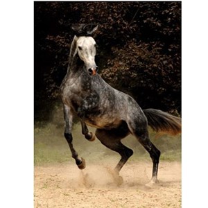 D-Toys (65988-PH02) - "Horses, Spotted Horse" - 1000 pezzi