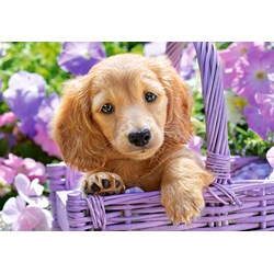 Castorland (C-103799) - "Puppy in Basket" - 1000 pezzi