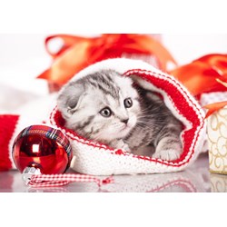 Grafika (01051) - "Christmas Kitten" - 1000 pezzi