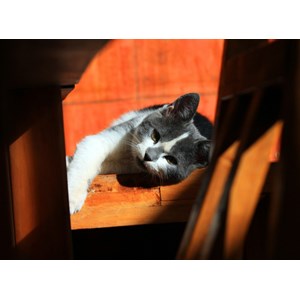 Grafika (01408) - "Kitten" - 2000 pezzi