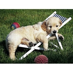 Ravensburger (14179) - "Golden Retriever" - 500 pezzi
