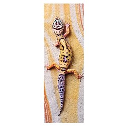 Trefl (75006) - "Basking Lizard" - 300 pezzi