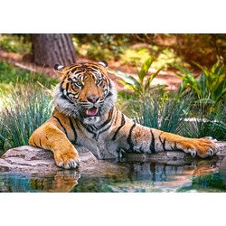 Castorland (B-52745) - "Sumatran Tiger" - 500 pezzi