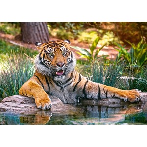 Castorland (B-52745) - "Sumatran Tiger" - 500 pezzi