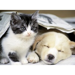 Nathan (87129) - "Wake up" - 500 pezzi