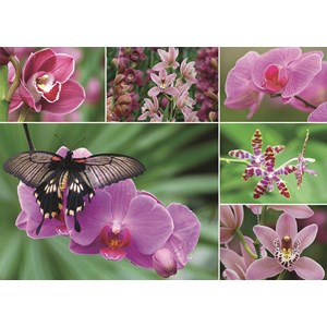 Jumbo (18354) - "Holland Orchids" - 1000 pezzi