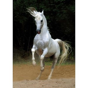 D-Toys (65988-PH01) - "Horses, White Horse" - 1000 pezzi