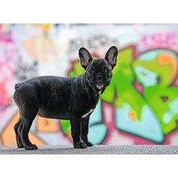 Ravensburger (14771) - "French Bulldog" - 500 pezzi