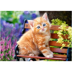 Castorland (B-52240) - "Ginger Kitten" - 500 pezzi