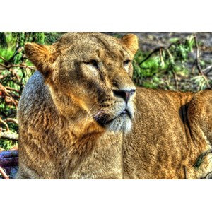 Grafika (00957) - "Lioness" - 100 pezzi