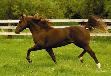 Anatolian (PER3301) - "In the Open Field" - 260 pezzi