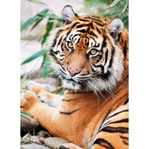 Clementoni (39295) - "Sumatran Tiger" - 1000 pezzi