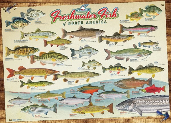 Cobble Hill (57193) - "Freshwater Fish of North America" - 1000 pezzi