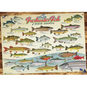 Cobble Hill (57193) - "Freshwater Fish of North America" - 1000 pezzi