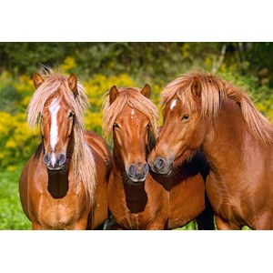 Castorland (C-103959) - "Horse Friends" - 1000 pezzi