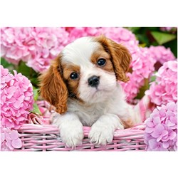 Castorland (B-52233) - "Pup in Pink Flowers" - 500 pezzi