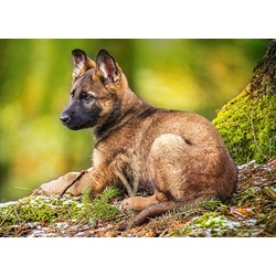 Castorland (B-13258) - "Puppy in the Forest" - 120 pezzi