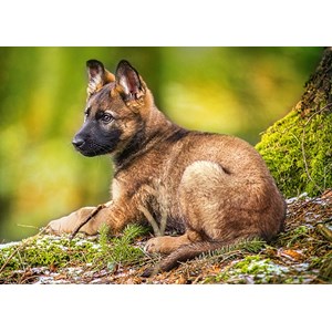 Castorland (B-13258) - "Puppy in the Forest" - 120 pezzi