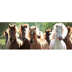 Ravensburger (15091) - "Wild Horses" - 1000 pezzi