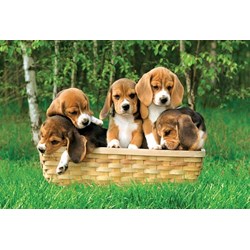 Trefl (17166) - "Beagle puppies, A Cute Basket" - 60 pezzi