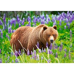 Castorland (B-52677) - "Bear on the Meadow" - 500 pezzi