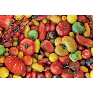 Piatnik (536946) - "All kinds of tomatoes!" - 1000 pezzi