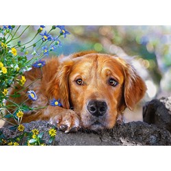 Castorland (B-52622) - "Golden Innocence" - 500 pezzi