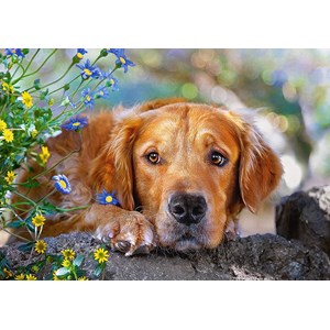 Castorland (B-52622) - "Golden Innocence" - 500 pezzi