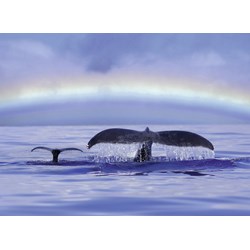 Ravensburger (14664) - "Peaceful Moment" - 500 pezzi