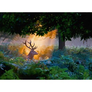 Ravensburger (14719) - "Magic Light" - 500 pezzi