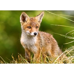 Castorland (B-27354) - "Little Fox on the Meadow" - 260 pezzi
