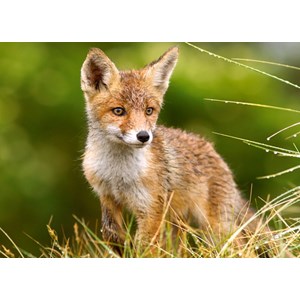 Castorland (B-27354) - "Little Fox on the Meadow" - 260 pezzi