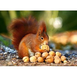 Castorland (B-018277) - "Squirrel in Paradise" - 180 pezzi